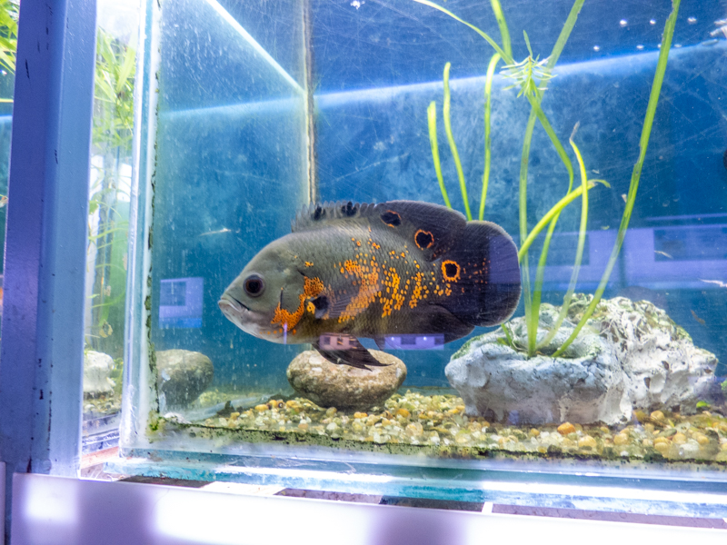Pfauenaugenbuntbarsch (Astronotus ocellatus)