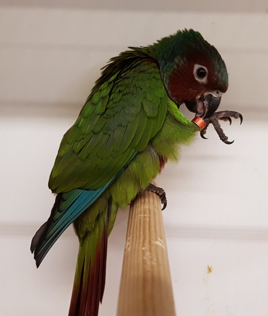 Pfrimer's marroon-faced parakeet