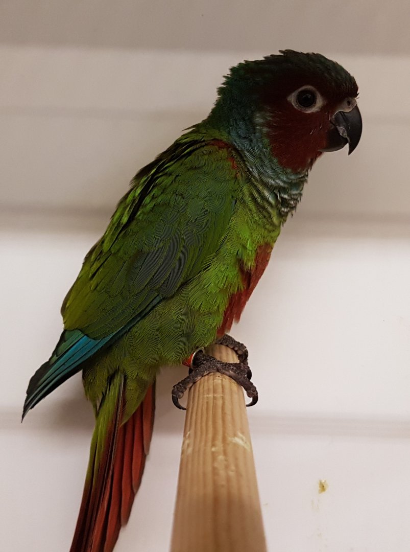 Pfrimer's marroon-faced parakeet