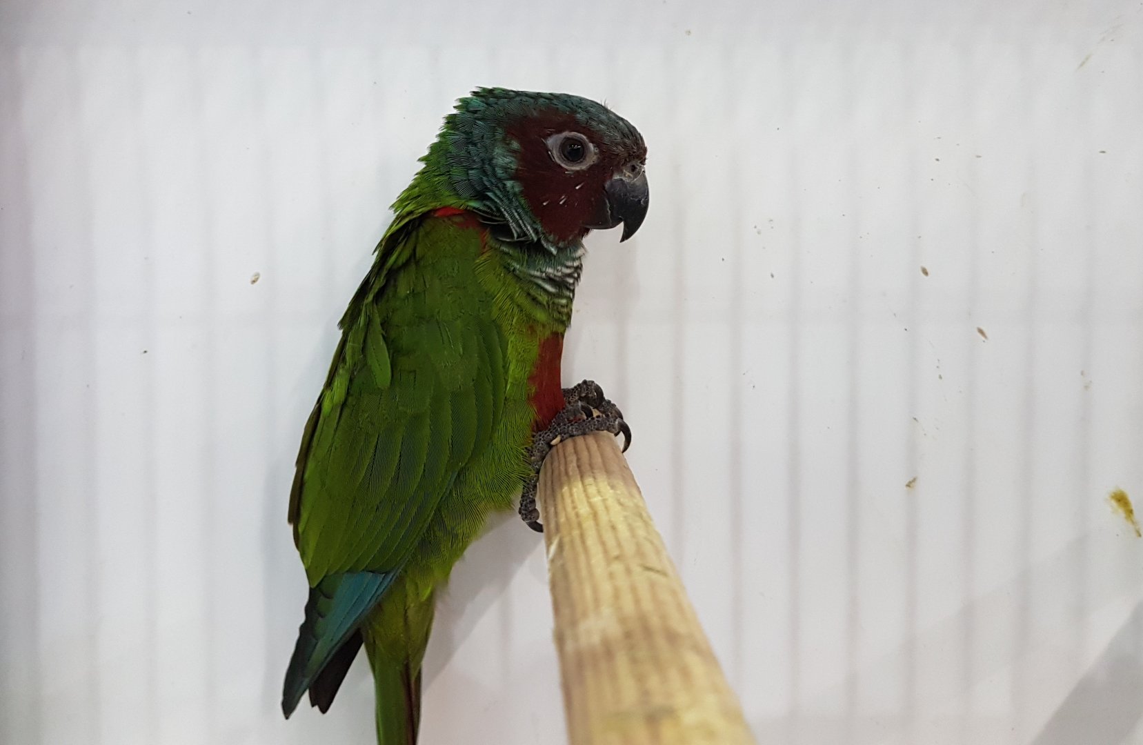 Pfrimer's parakeet