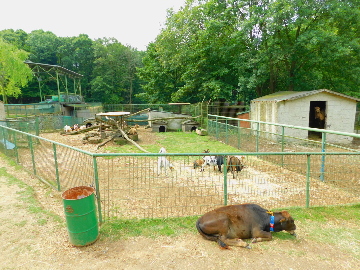 Pgymy Goat Petting Pen