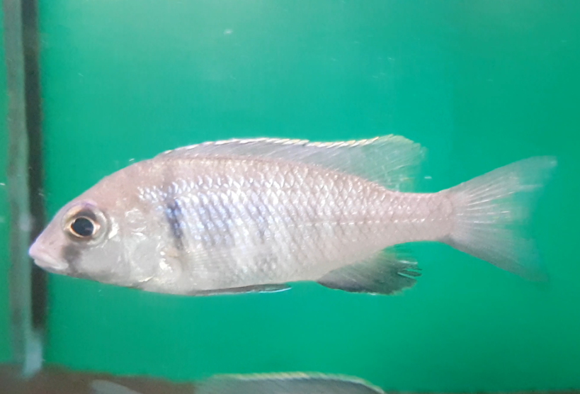 Phacidochromis electra