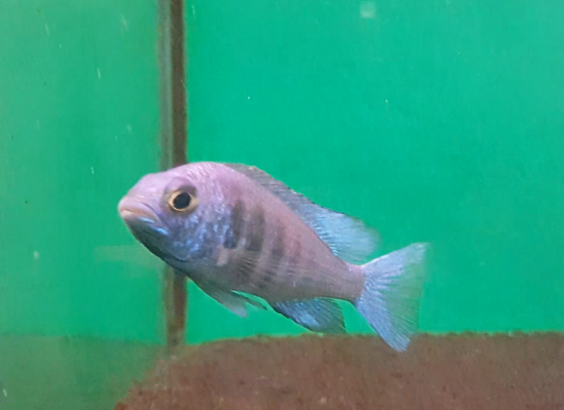 Phacidochromis phenochilus Lupinga