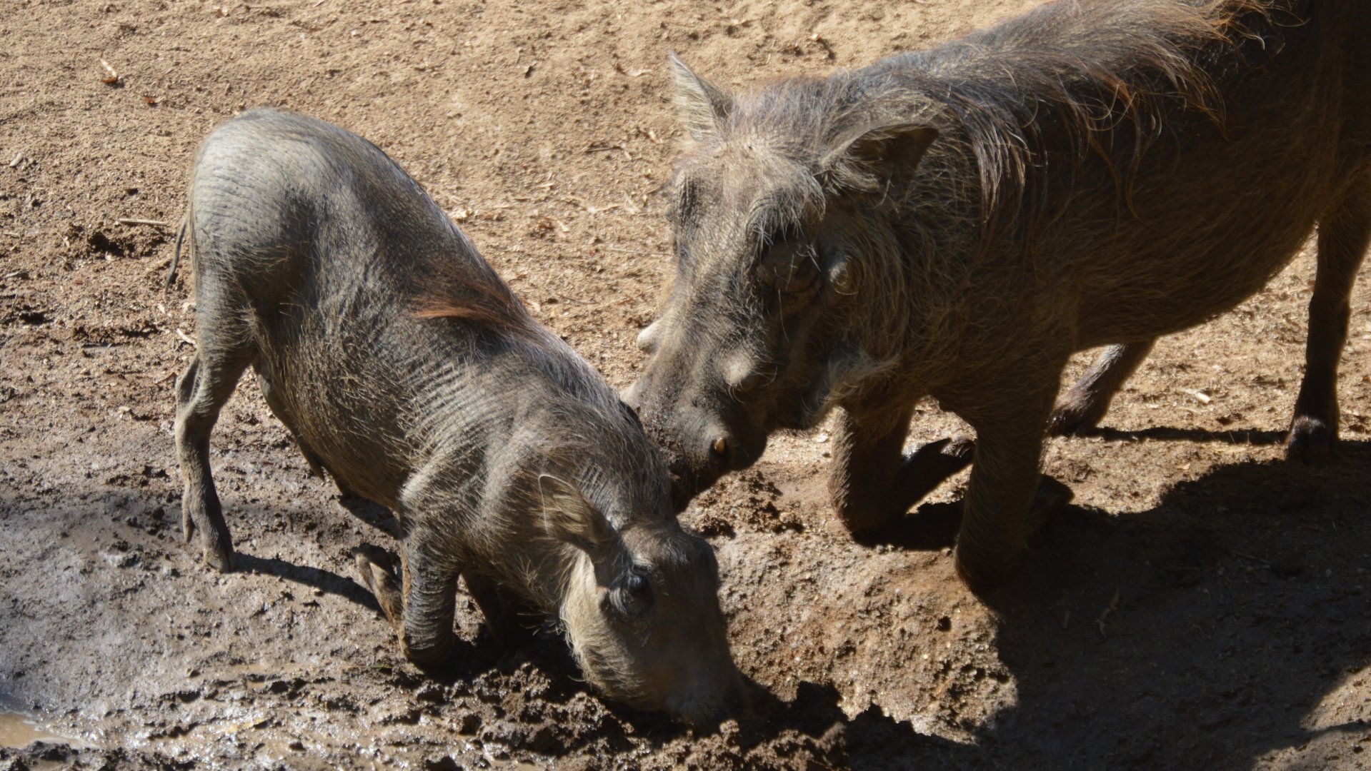 Phacochoerus africanus sundevalli "No mom! I don't need your help!"