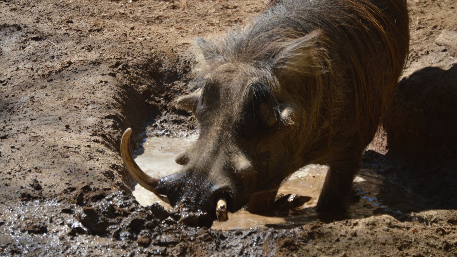 Phacochoerus africanus sundevalli spa day