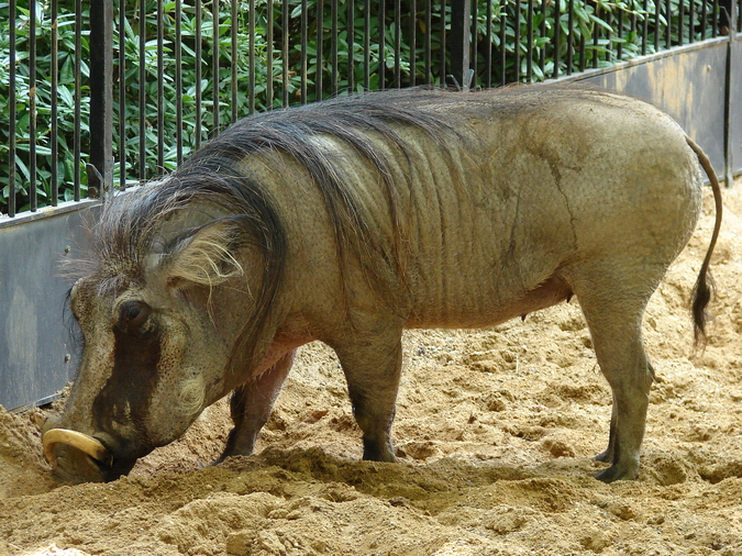 Phacochoerus africanus / Warthog (female)
