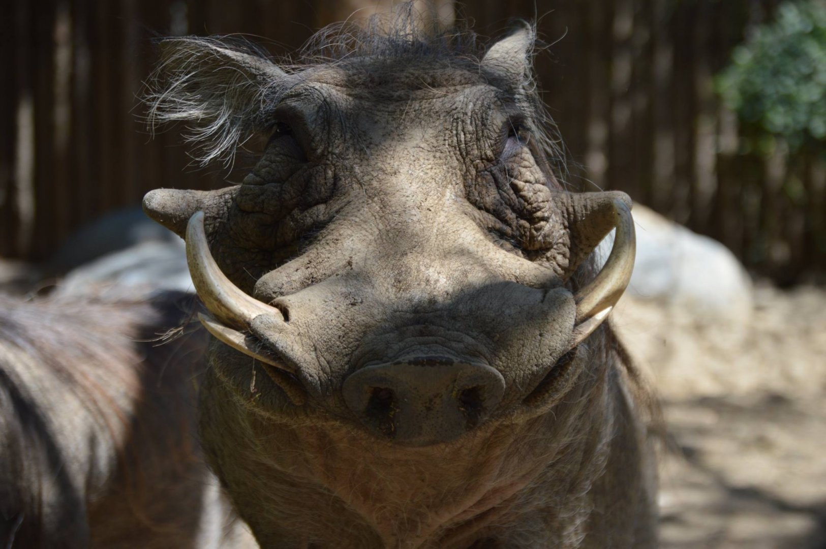 Phacochoerus africanus