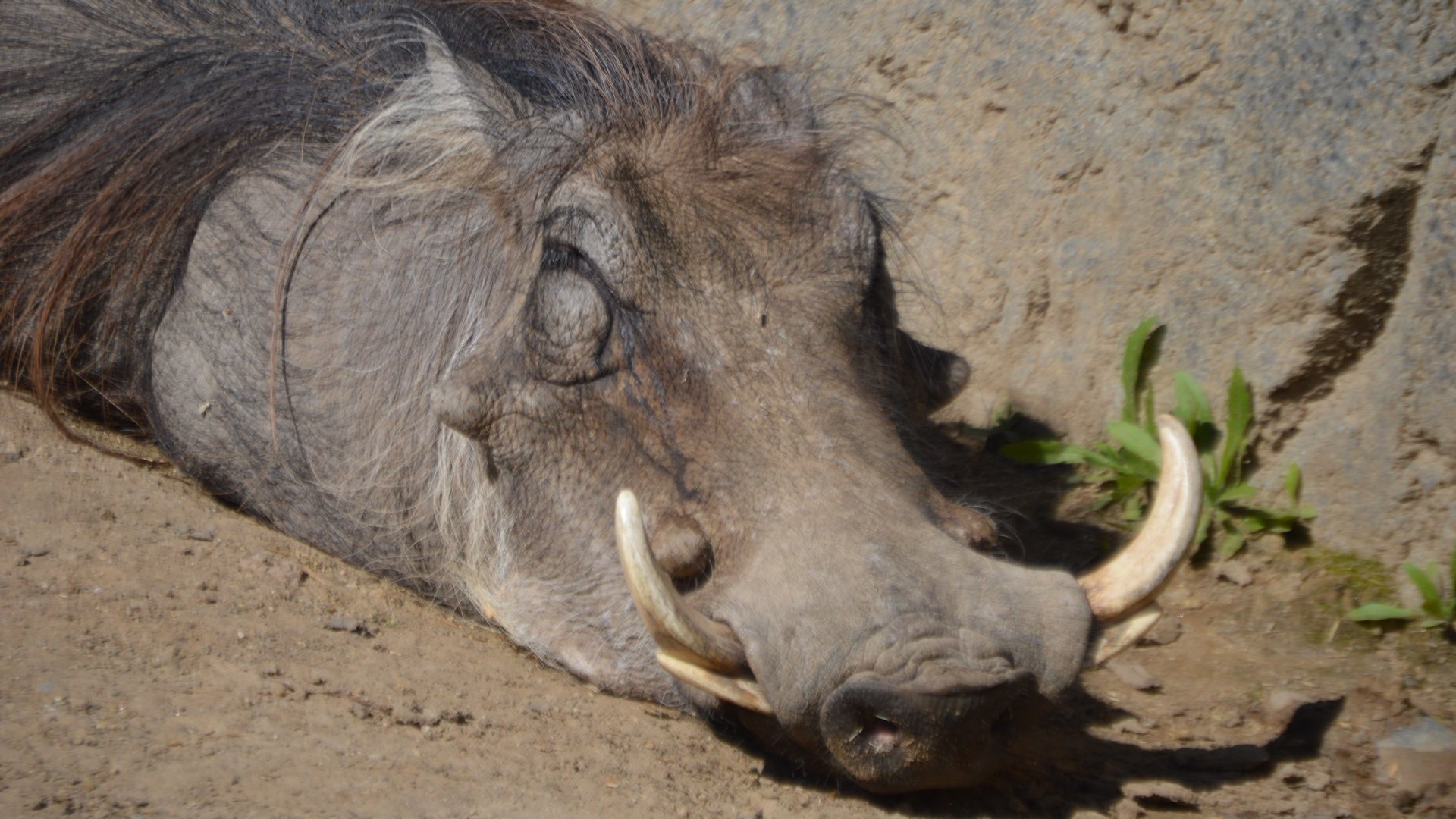 Phacochoerus africanus