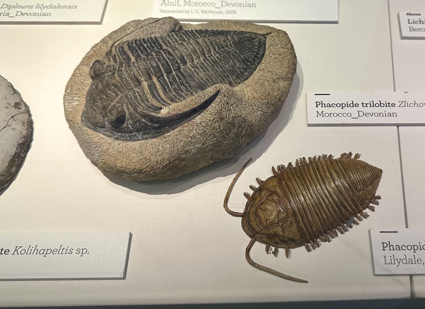 Phacopide trilobite (fossil and model)