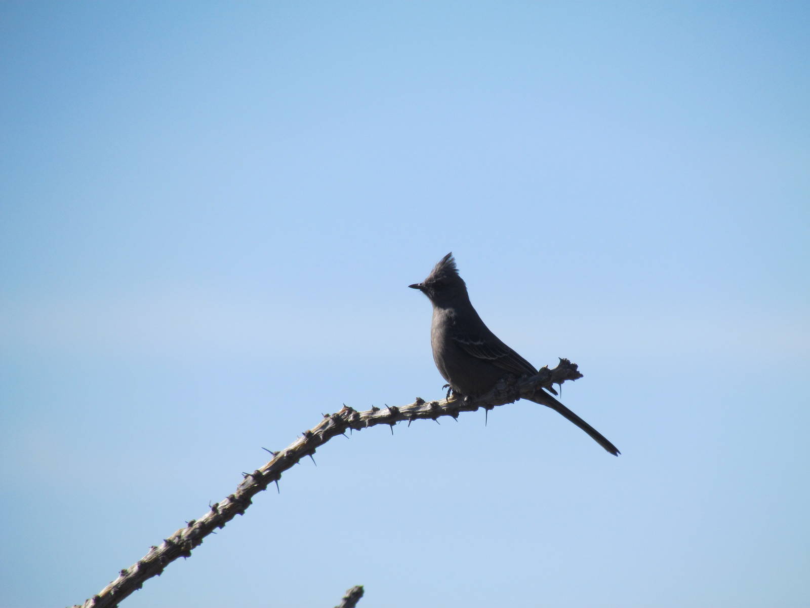 Phainopepla female (wild)
