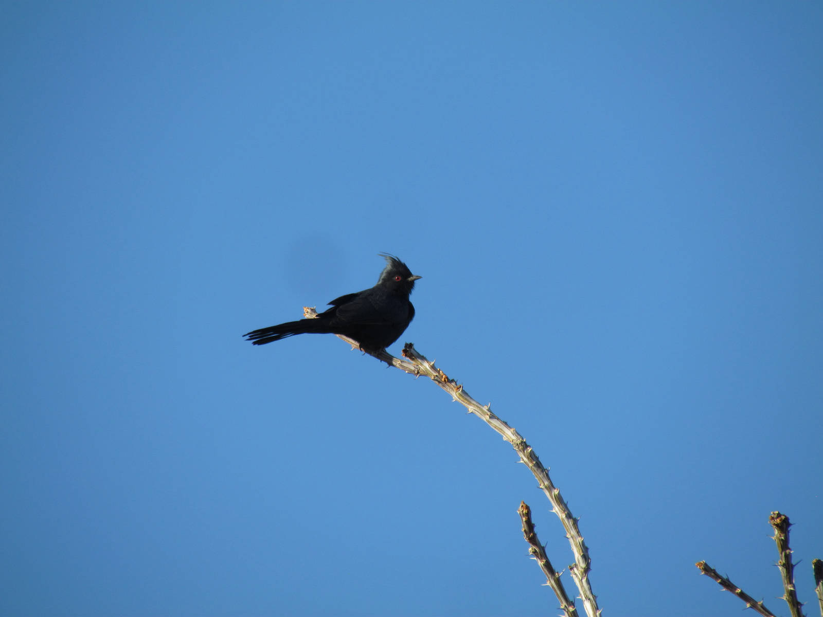 Phainopepla - male