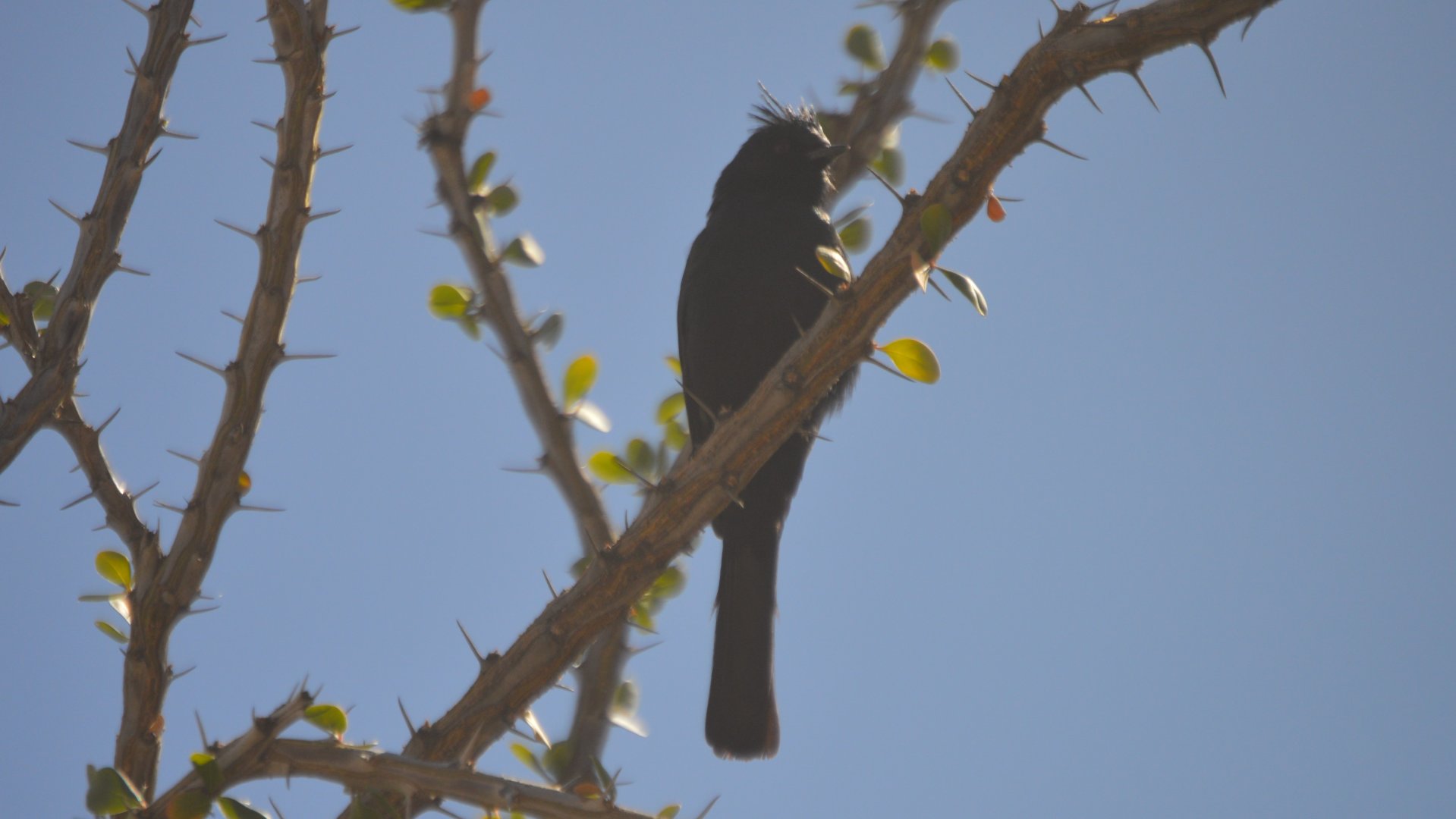 Phainopepla nitens
