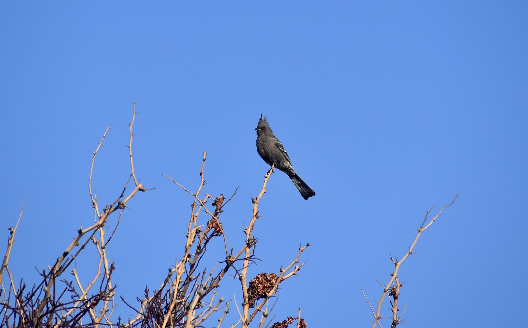 Phainopepla (Phainopepla nitens) female
