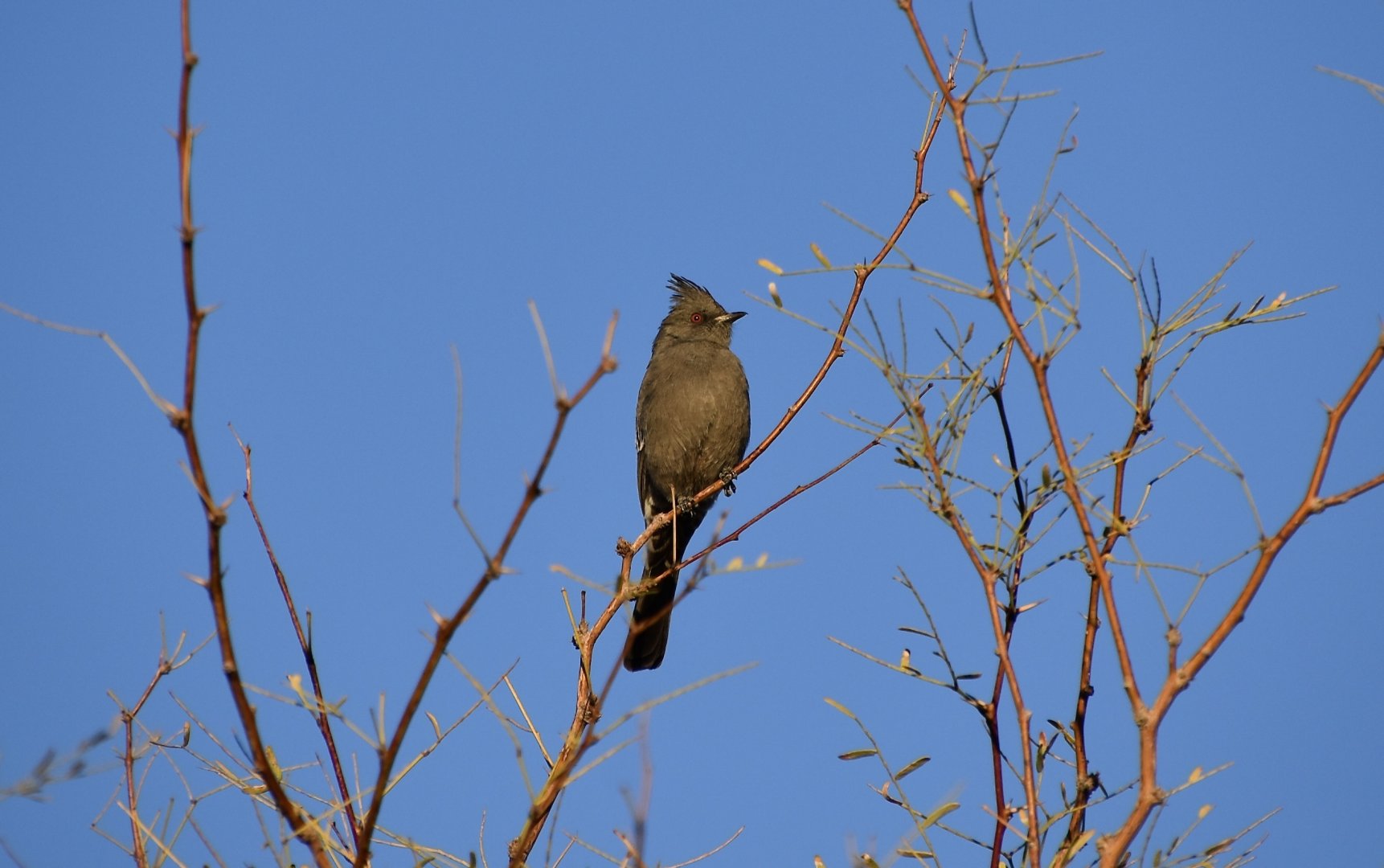 Phainopepla (Phainopepla nitens) female
