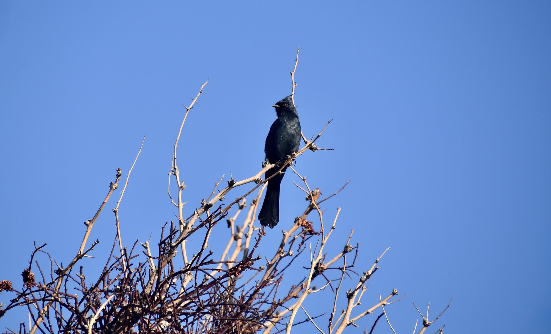 Phainopepla (Phainopepla nitens) male