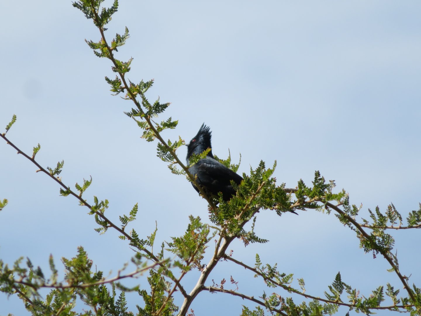 Phainopepla (Wild)