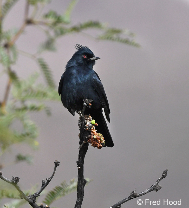phainopepla