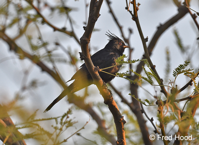phainopepla