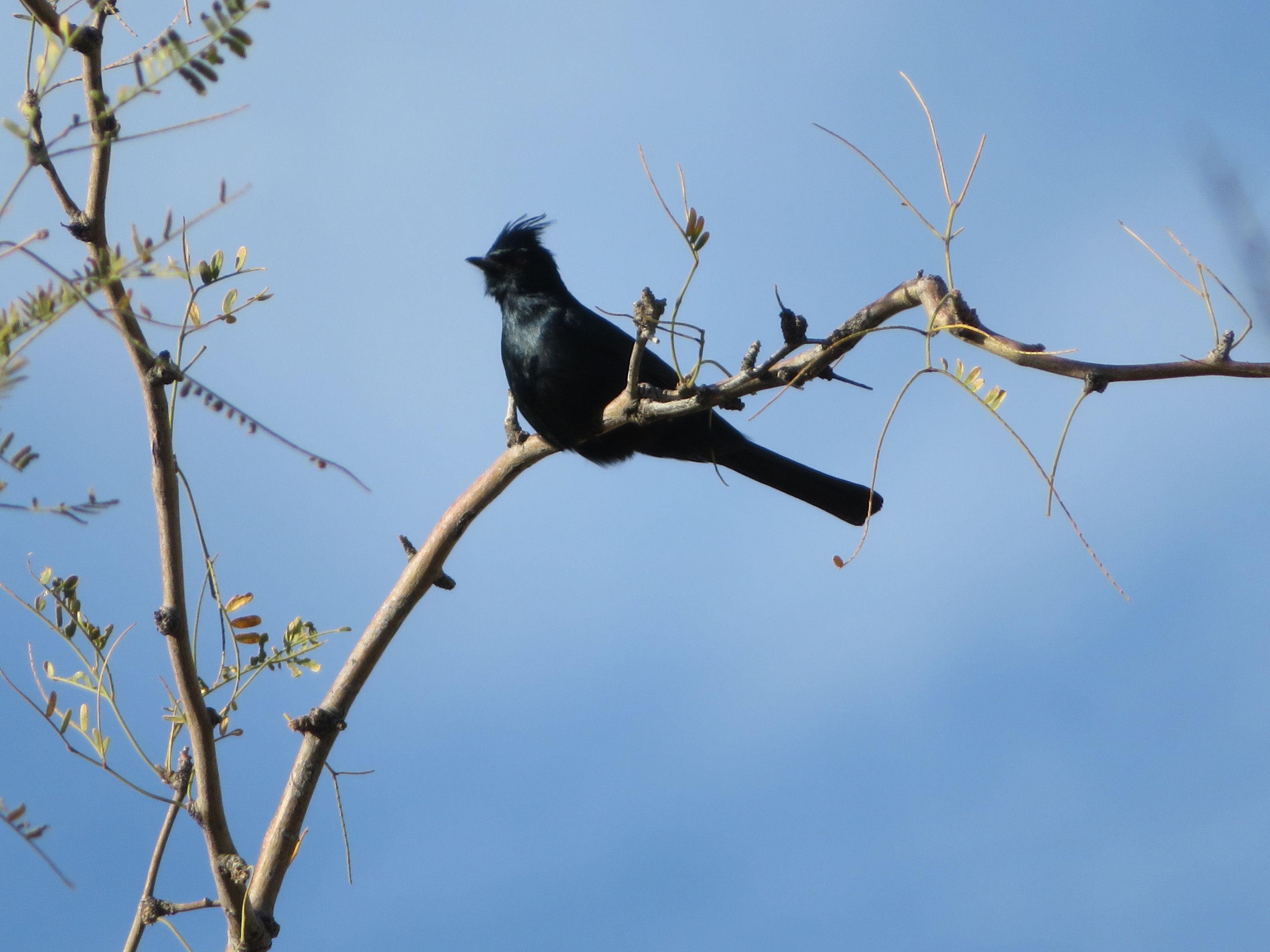 Phainopepla