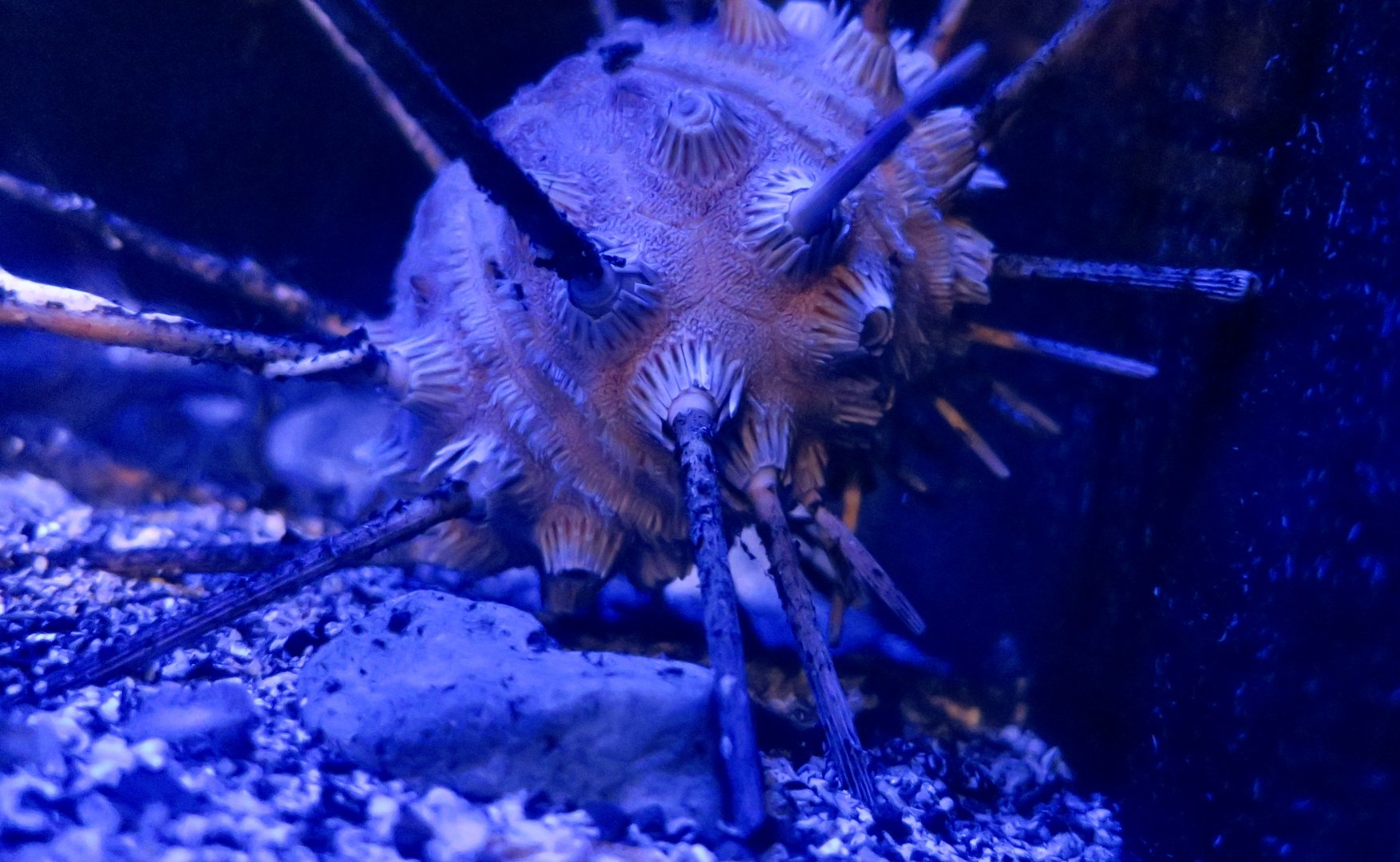 Phalacrocidaris japonica, a deep-sea urchin