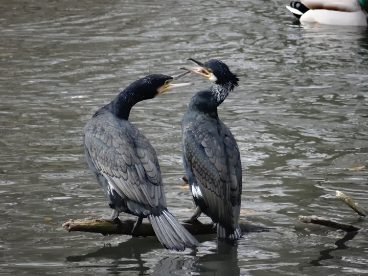 Phalacrocorax carbo