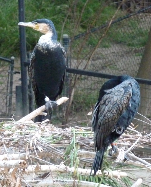 Phalacrocorax lucidus