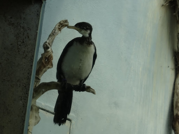 Phalacrocorax melanoleucos