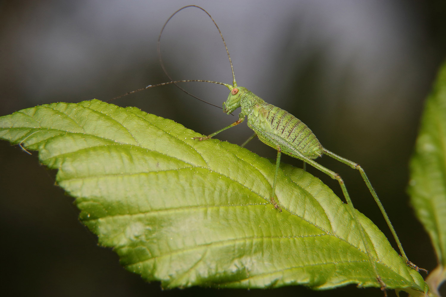 Phaneroptera falcata or nana?