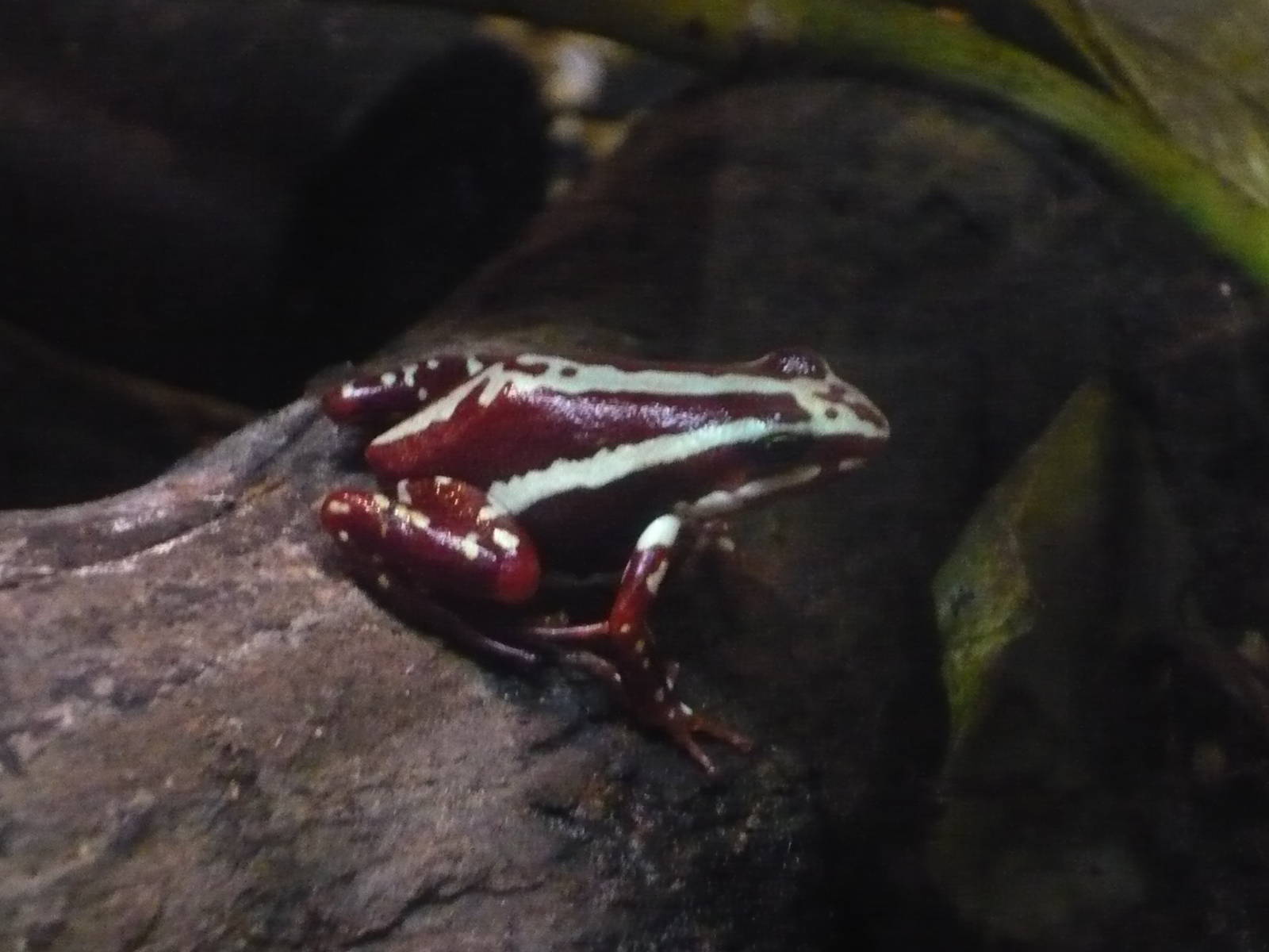Phantasmal dart frog (Epipedobates tricolor/anthonyi)