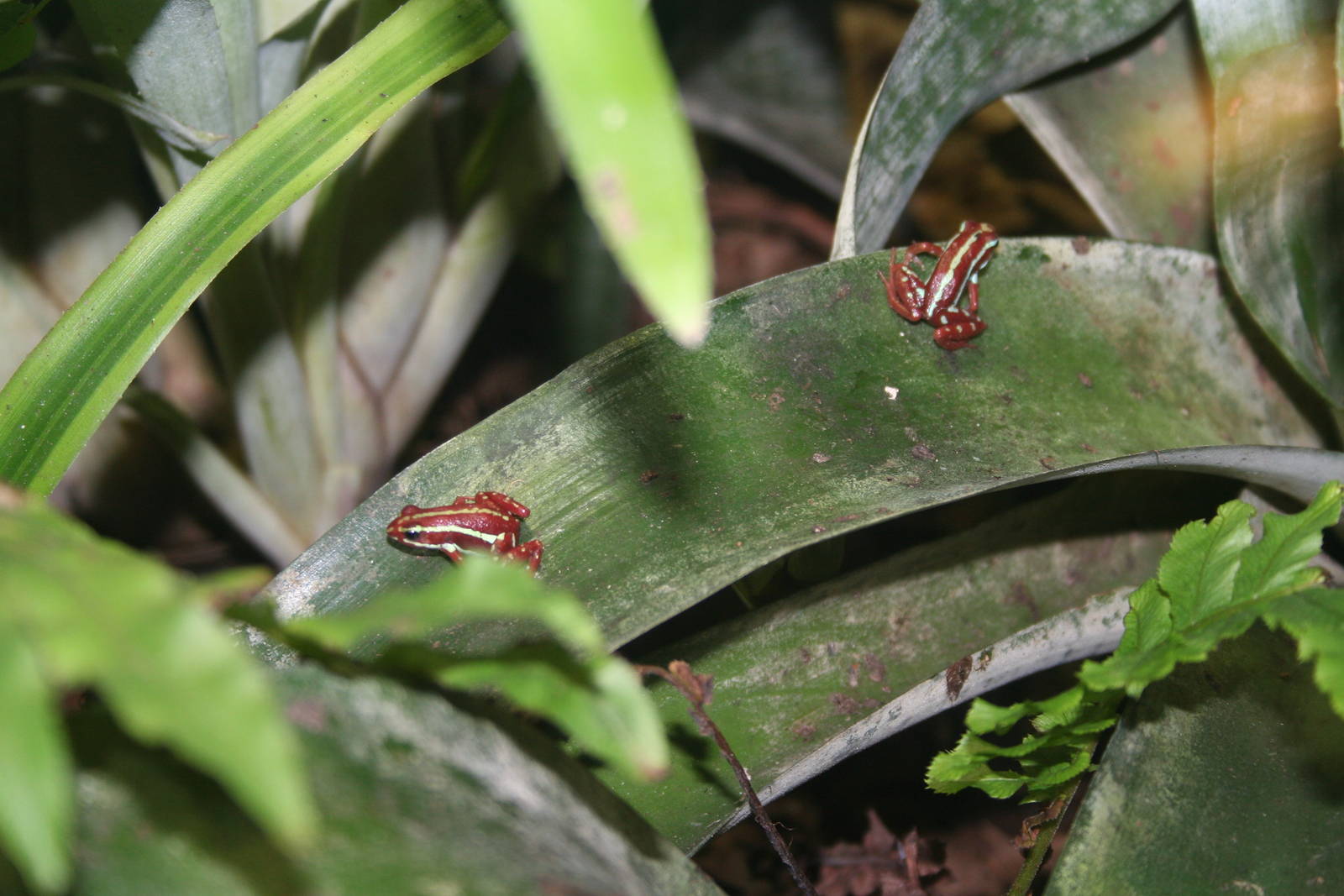 Phantasmal dart frogs