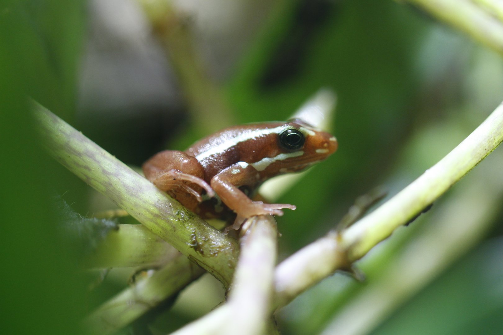 Phantasmal poison-arrow frog (Epipedobates tricolor)