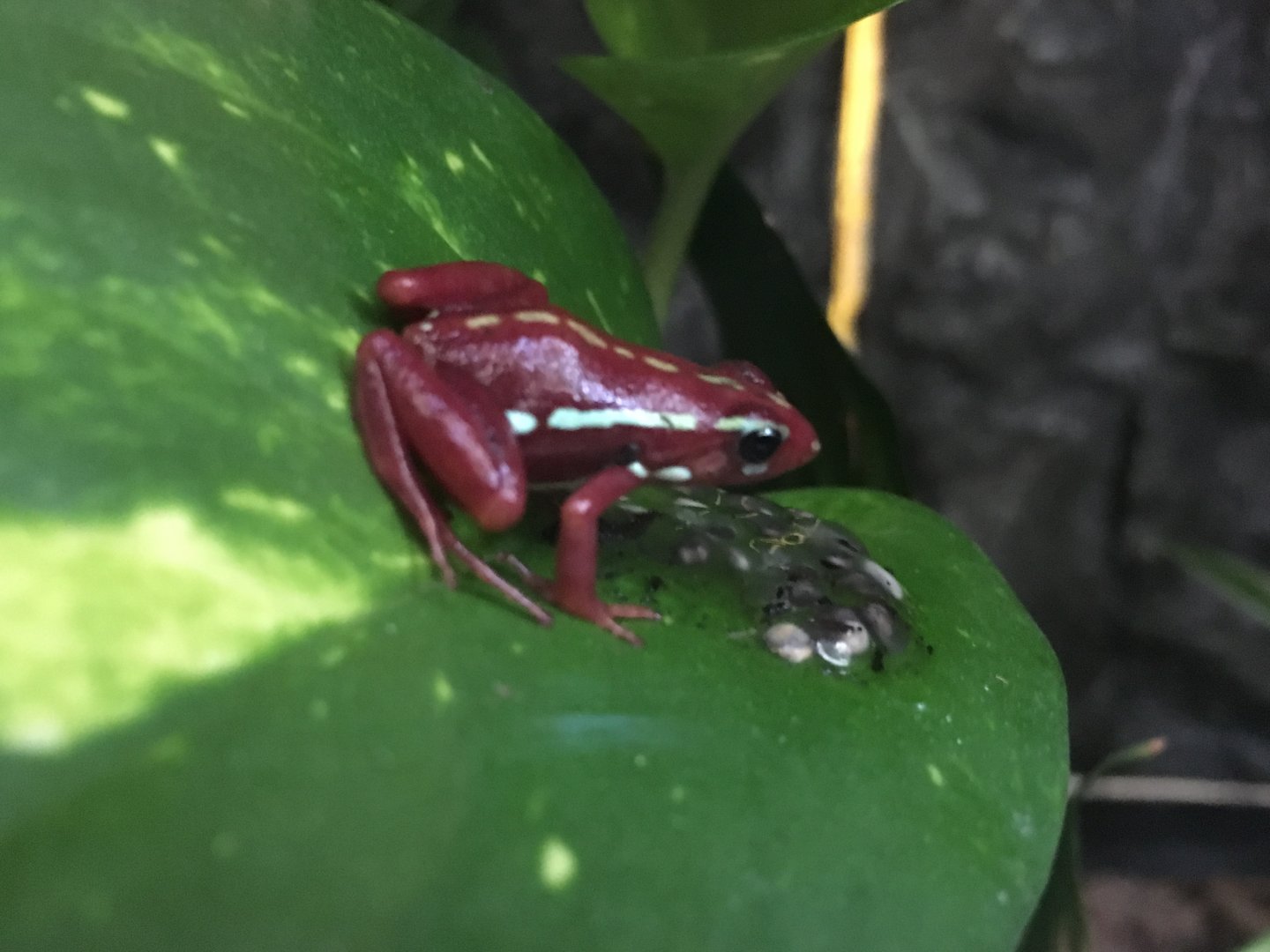 Phantasmal poison dart frog 010817