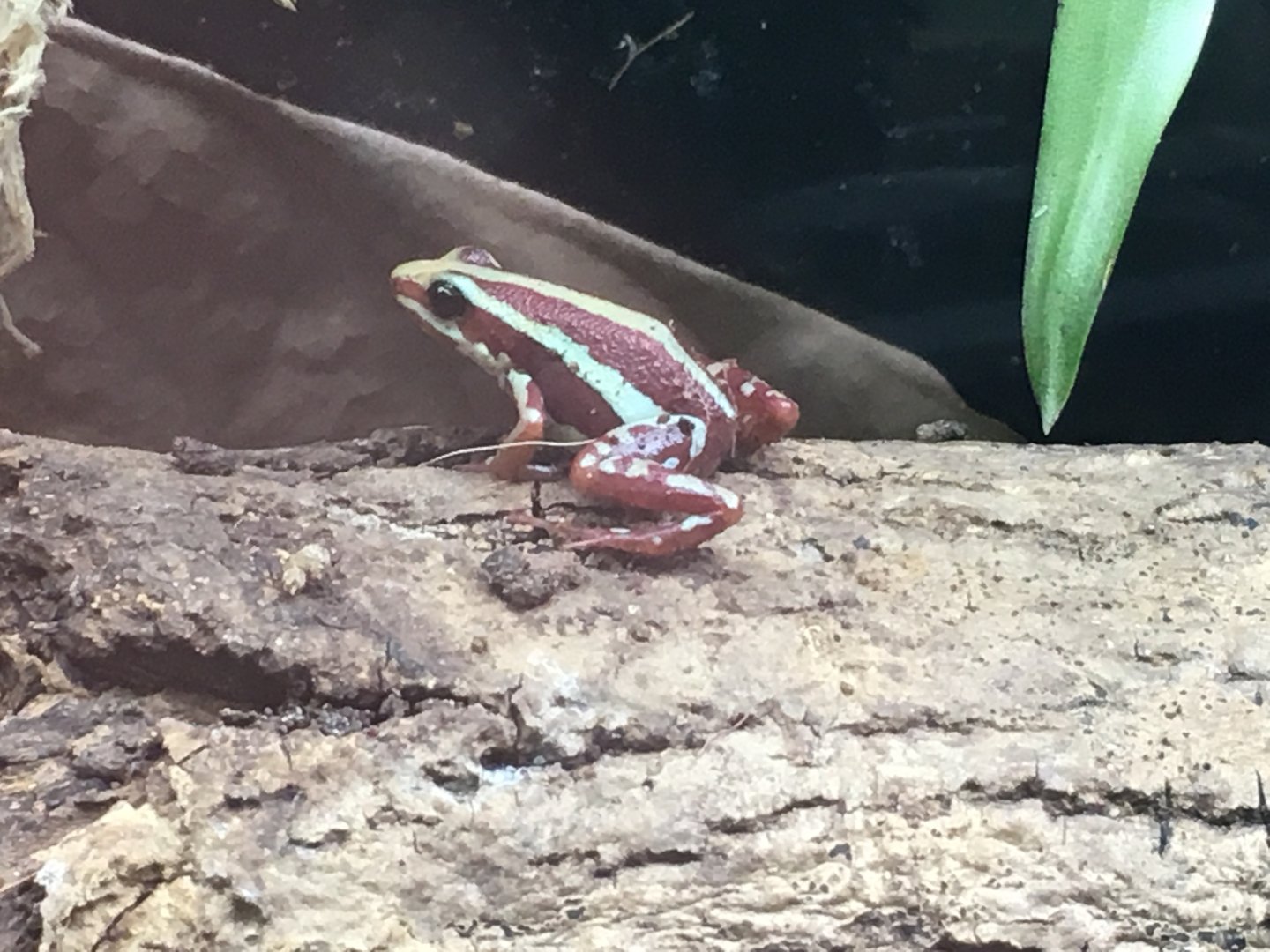 Phantasmal poison dart frog 060917