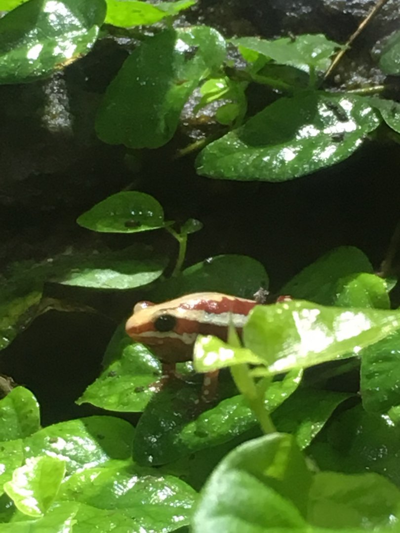 Phantasmal poison dart frog 081216