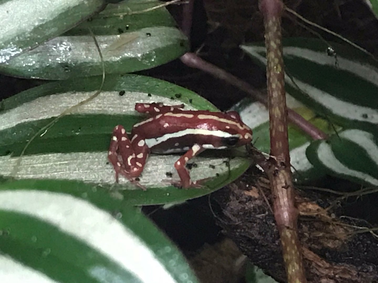 Phantasmal poison dart frog 150918