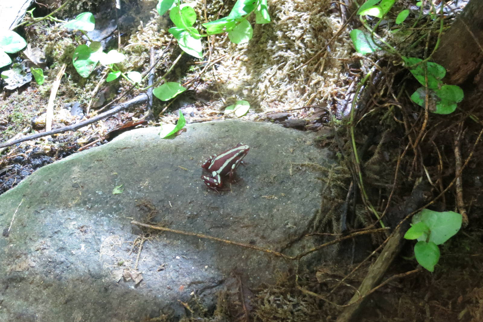 Phantasmal Poison Dart Frog 170916