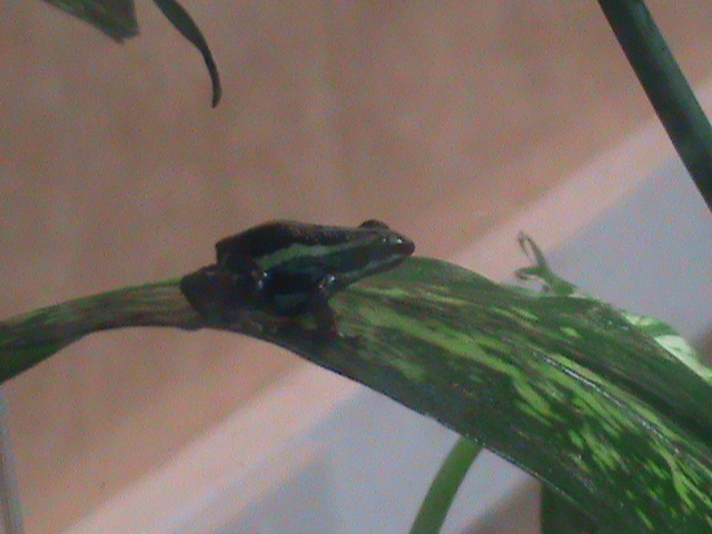 phantasmal poison dart frog 200212