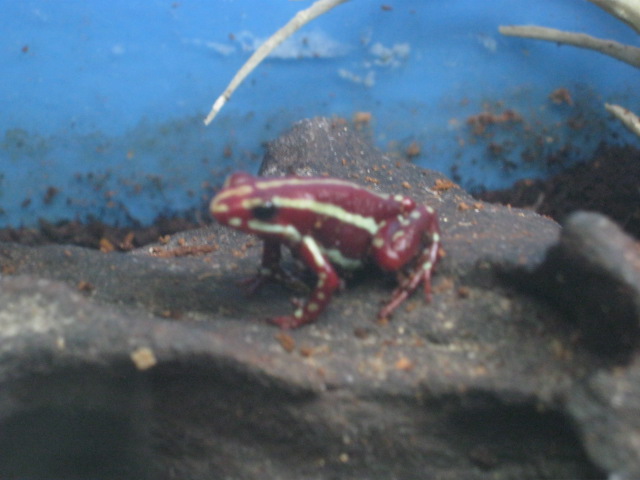 Phantasmal Poison Dart Frog 2015