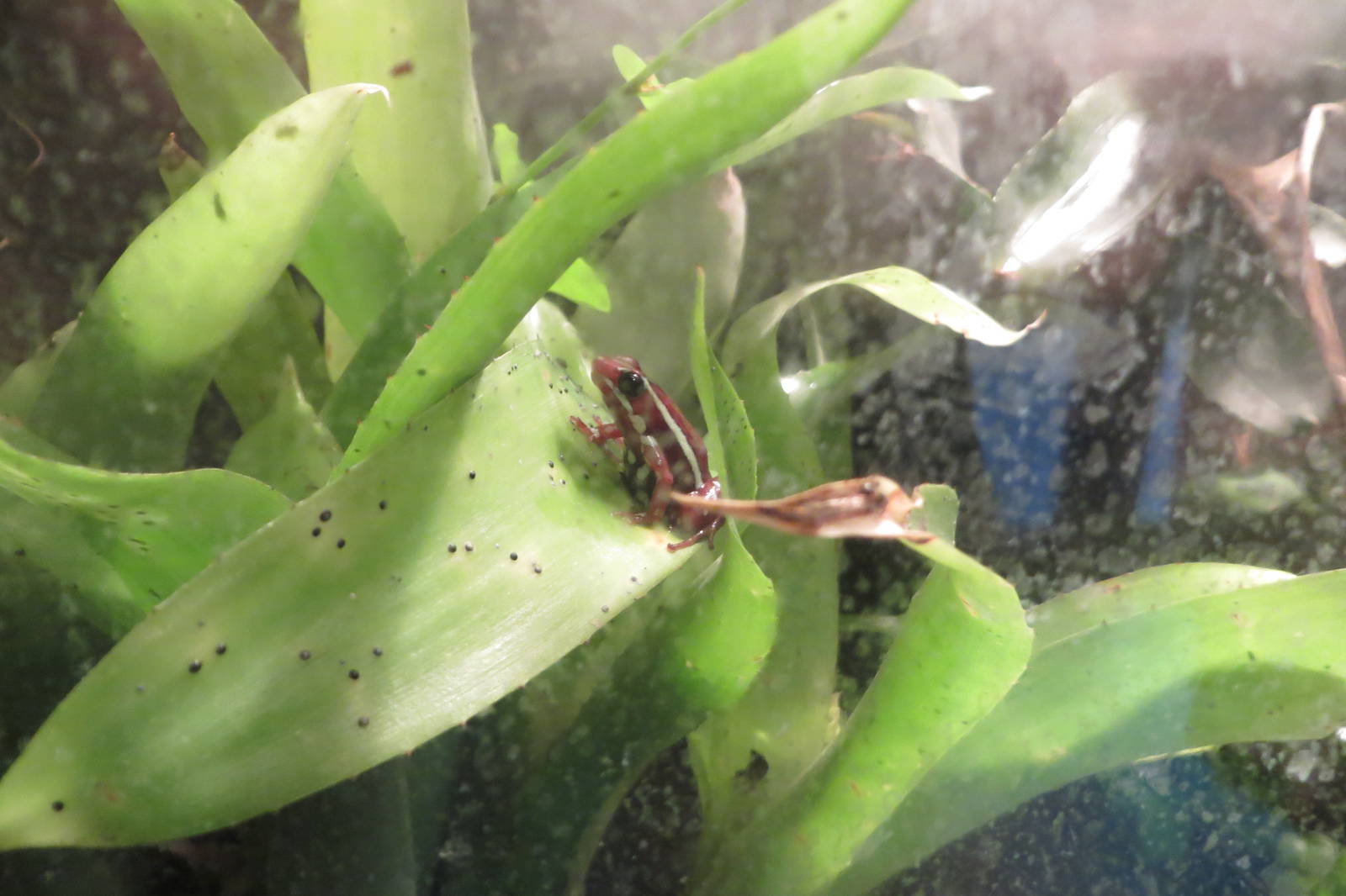 Phantasmal Poison Dart Frog 240815