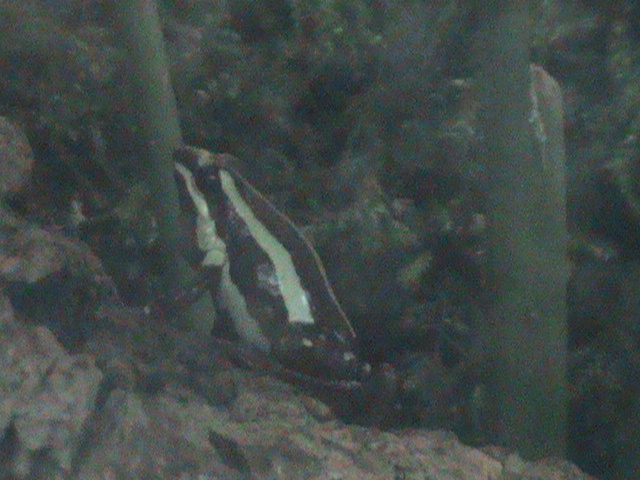 Phantasmal poison dart frog 241010