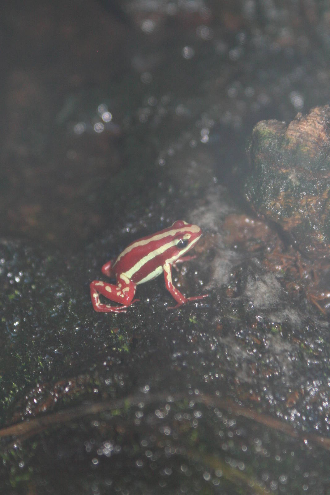 Phantasmal Poison-Dart Frog @ Deep Sea World 15.10.2014