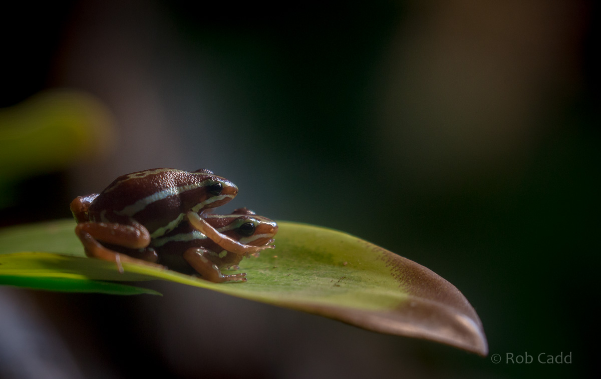 Phantasmal poison-dart frog : Paignton : 17 Oct 2016