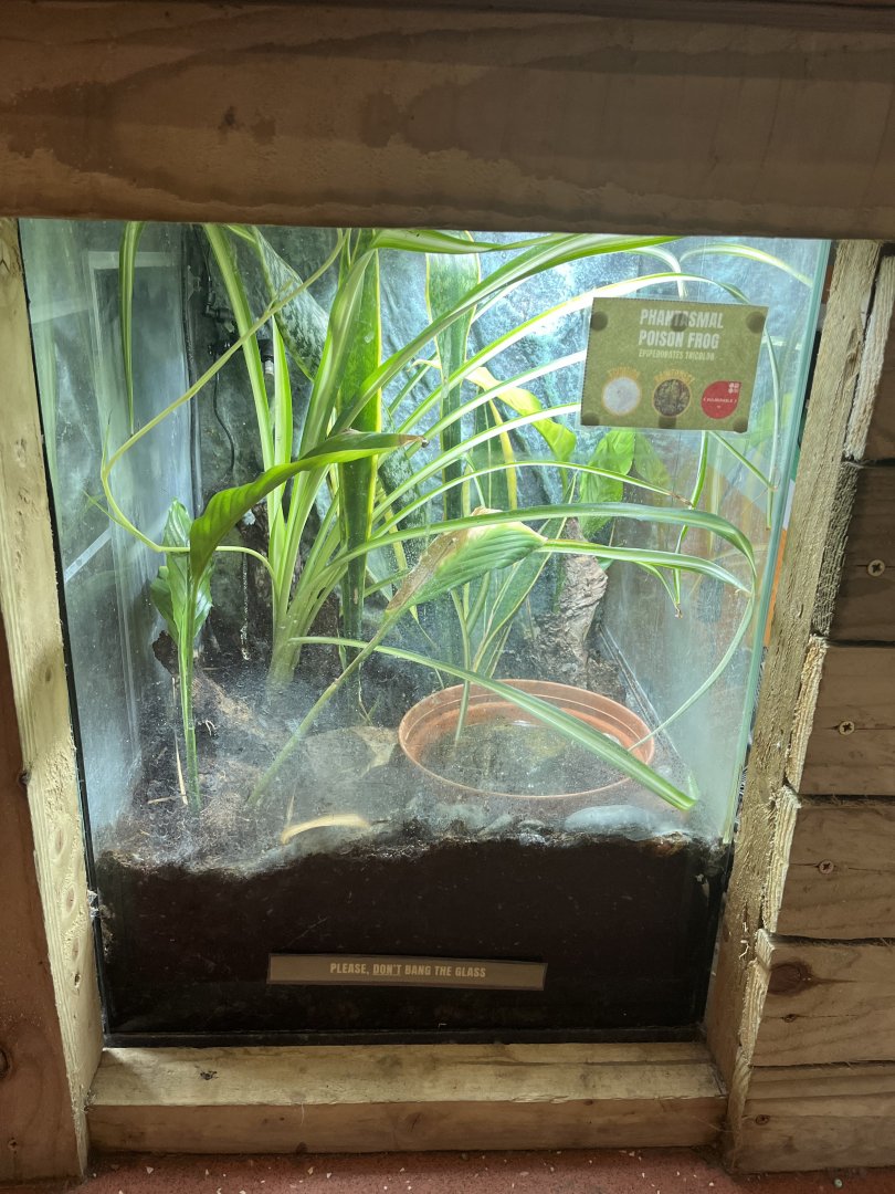 Phantasmal poison dart frog terrarium 1.9.25
