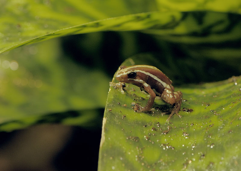 Phantasmal poison dart frog