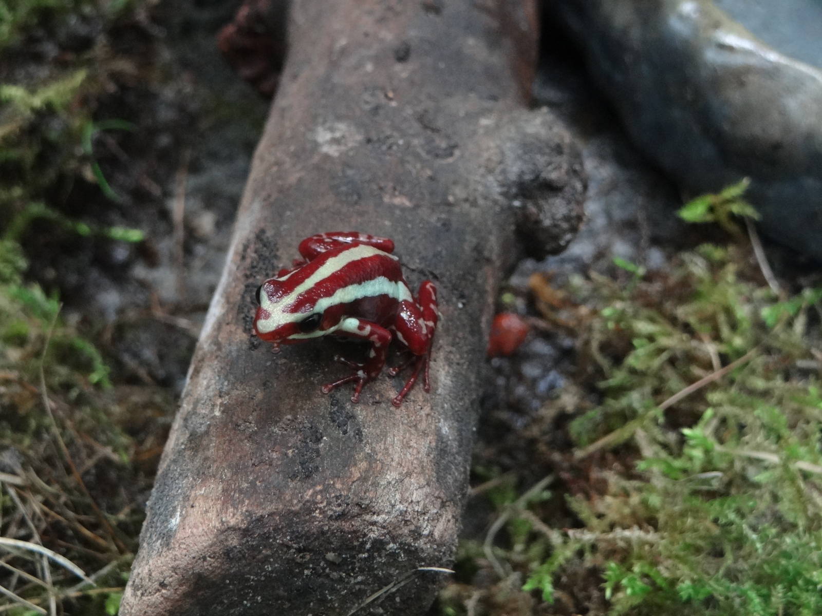 Phantasmal poison dart frog