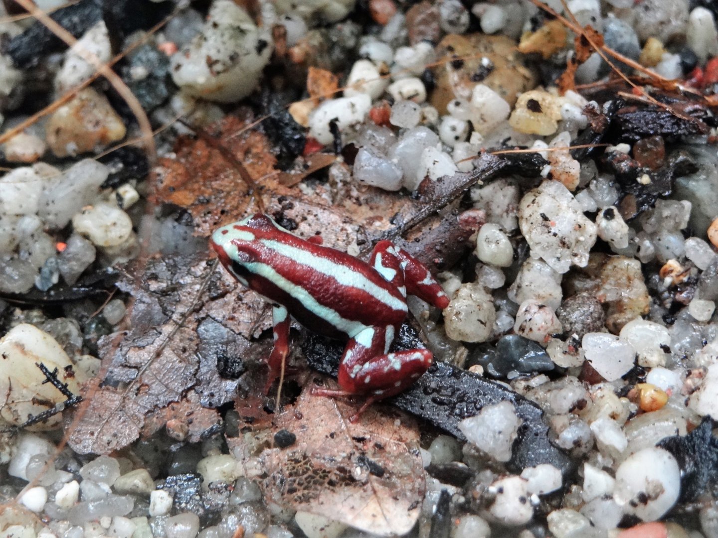 Phantasmal Poison Dart Frog