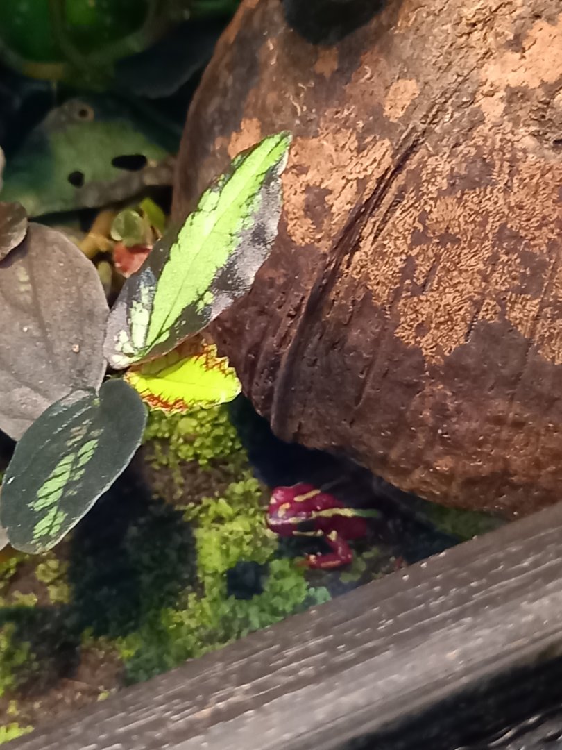 Phantasmal Poison Dart Frog