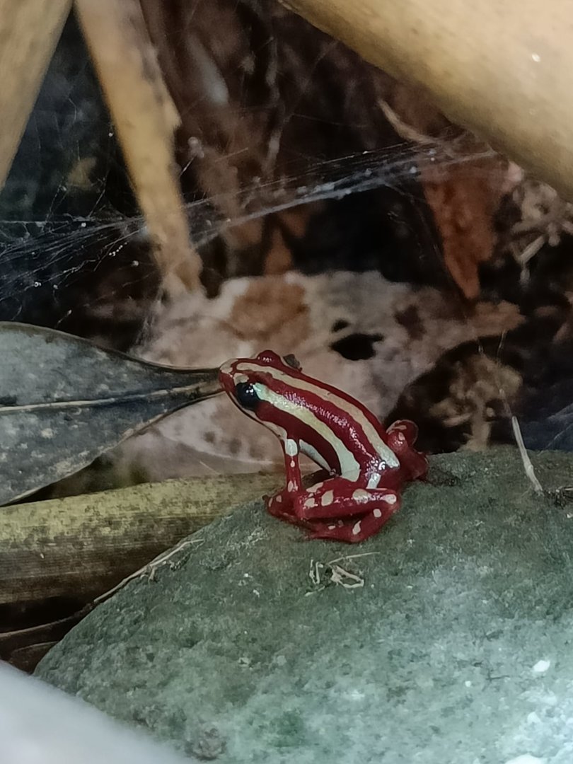 Phantasmal Poison Dart Frog