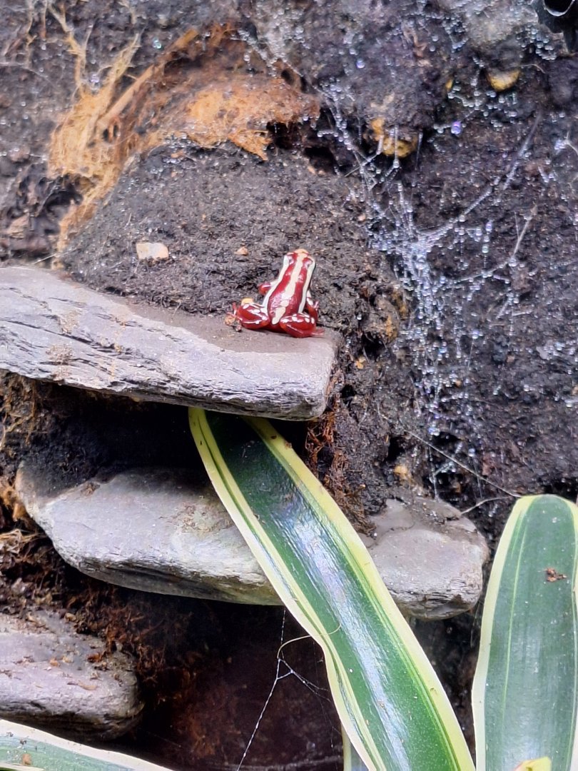 Phantasmal Poison Dart Frog