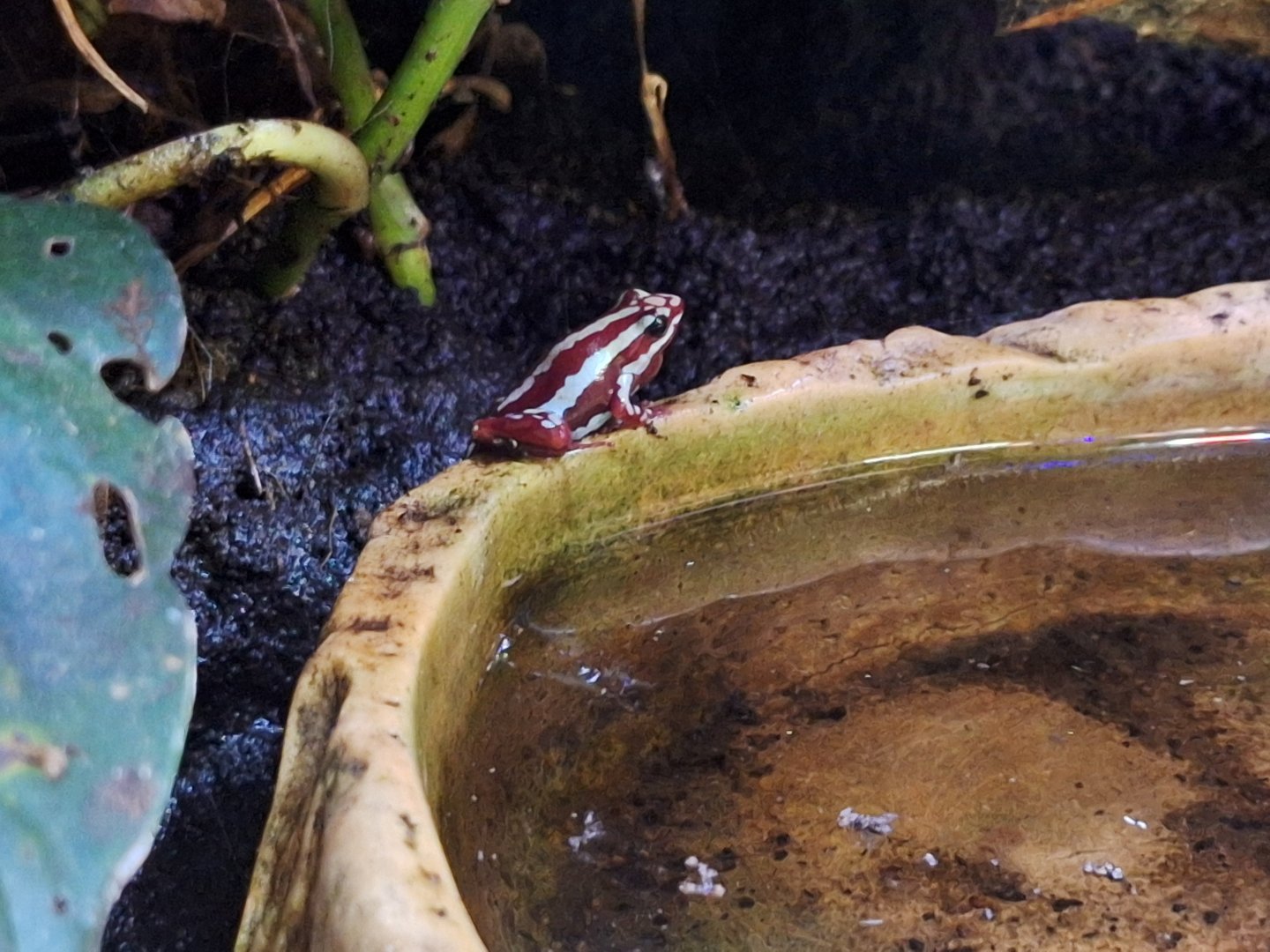 Phantasmal Poison Dart Frog